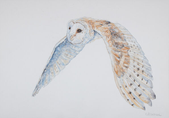 Original Watercolour Painting of "Luna, the Barn Owl flying."  
