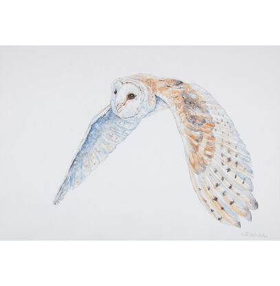 Original Watercolour Painting of "Luna, the Barn Owl flying."  
