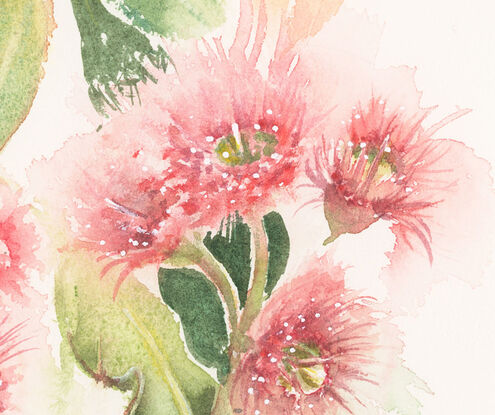 Soft pink gum blossom spray with dancing gum leaves on white background