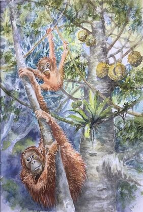 Orangutan mother and baby in durian rainforest