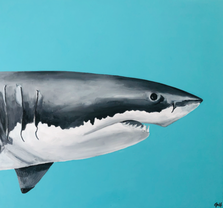 great white shark on a bright blue/green background