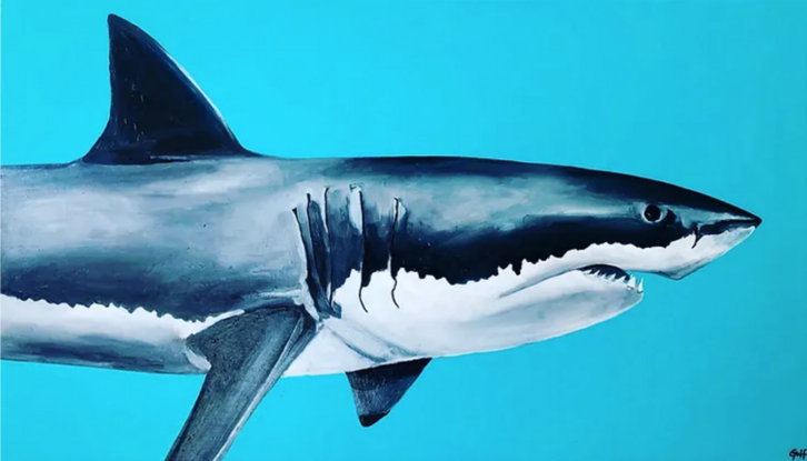 great white shark on a bright blue/green background