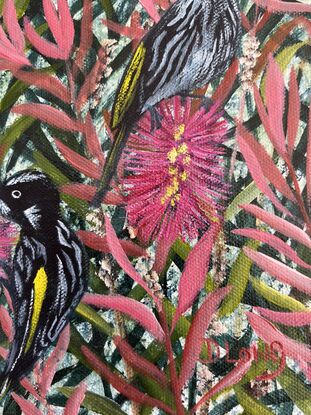 Bright pink bottlebrush in closeup, with New Holland Honeyeaters.