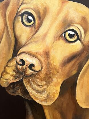 Painted in rich golden hues with a dark background this portrait of a Vizsla captures your heart immediately. This painting shows the expression of  love in the animals eyes and the look of true loyalty every dog owner knows. 