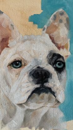 French Bulldog head portrait