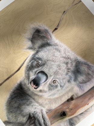 Koala between fork of a gum tree peering at the viewer, with a wooden textured background