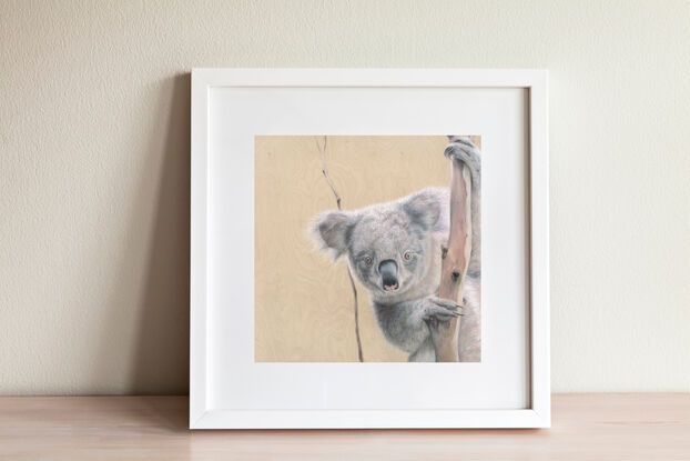 Koala between fork of a gum tree peering at the viewer, with a wooden textured background