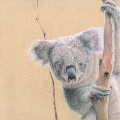 Koala between fork of a gum tree peering at the viewer, with a wooden textured background