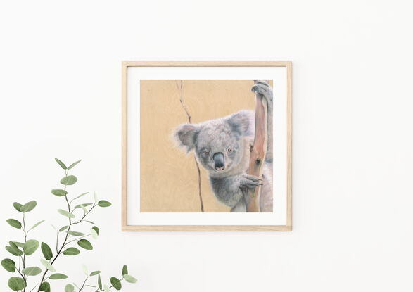 Koala between fork of a gum tree peering at the viewer, with a wooden textured background