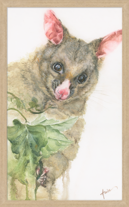 Portrait of a brushtail possum hiding in the grapevine.