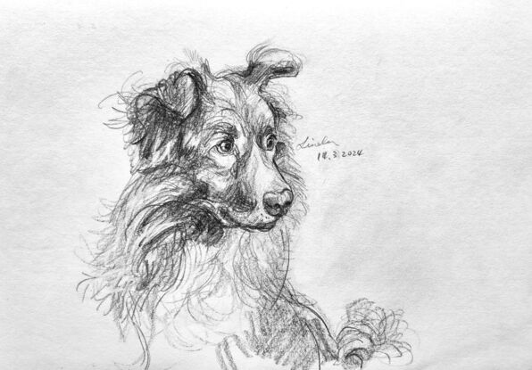 A curious border collie is staring to the right in a black and white sketch. 