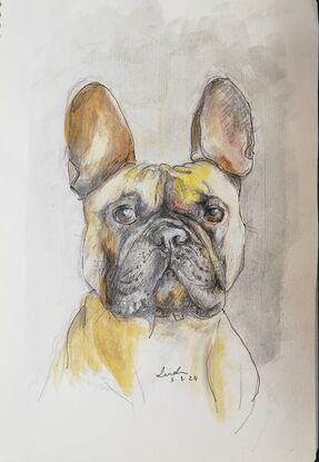 A watercolour illustration of a boxer dog looks directly at the viewer