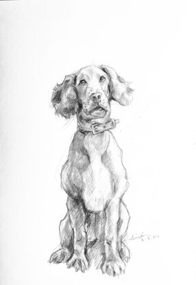 A springer spaniel is sitting obediently, drawn with graphite pencils