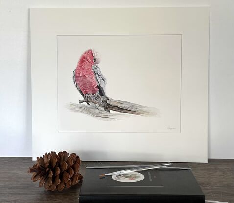 Preening Galah on a branch