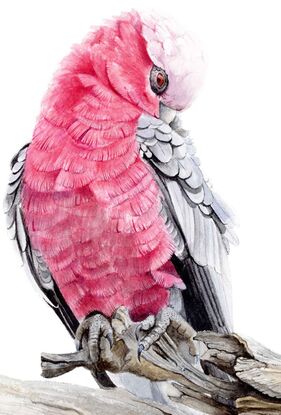 Preening Galah on a branch