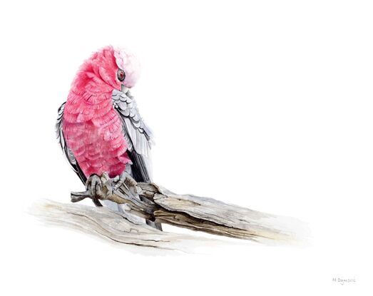 Preening Galah on a branch