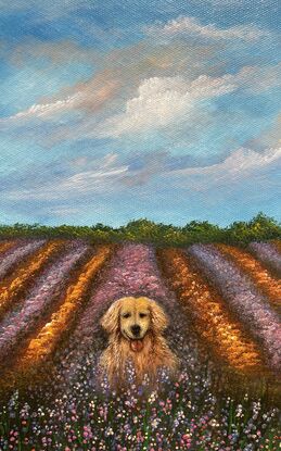 A dog in the lavender field