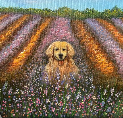 A dog in the lavender field