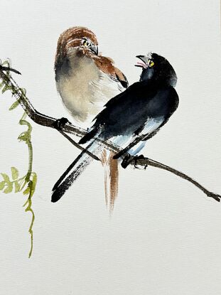 Blue and white flycatchers bickering on wisteria branches