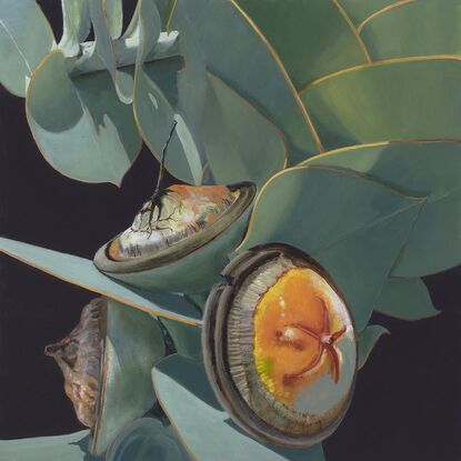 macrocarpa pods on branch with black background