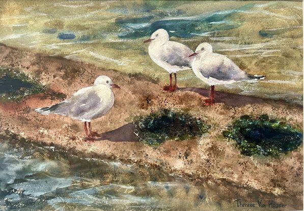 3 seagulls sun baking on mossy rocks at the seaside