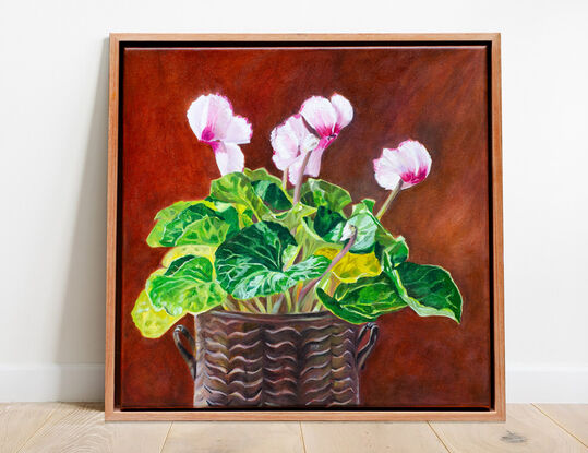 Pale pink cyclamen plant in a vintage brass  pot. 