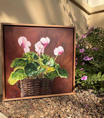 Pale pink cyclamen plant in a vintage brass  pot. 