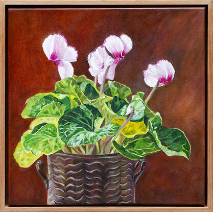 Pale pink cyclamen plant in a vintage brass  pot. 