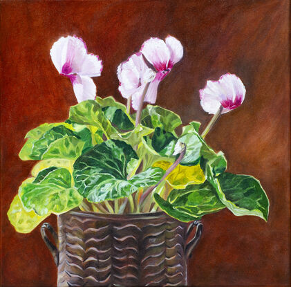 Pale pink cyclamen plant in a vintage brass  pot. 