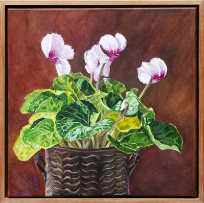 Pale pink cyclamen plant in a vintage brass  pot. 