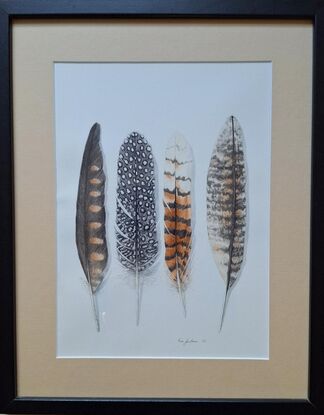 Four Australian bird feathers 