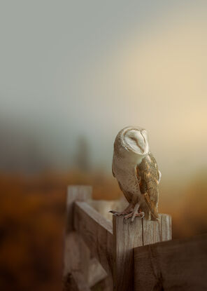 Owl in misty  surreal outback