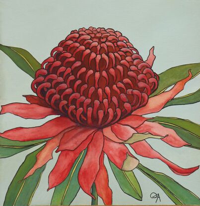 A bold red waratah with green leaves against a sage-green background