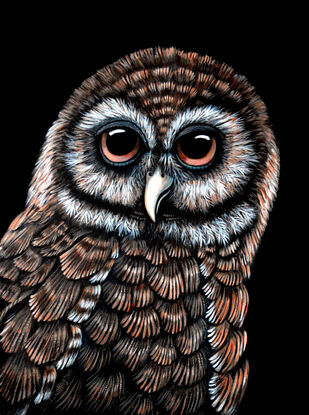 Owl painting