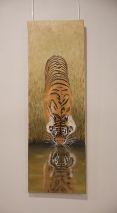 Tiger drinking from the river