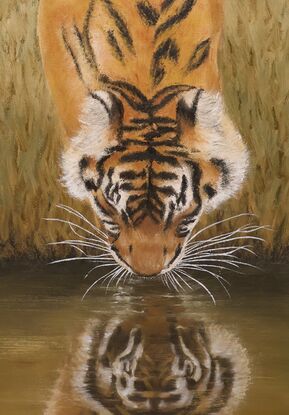 Tiger drinking from the river