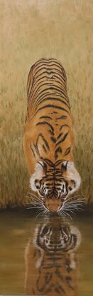 Tiger drinking from the river