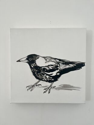 Critical magpie in black-and-white on small can canvas