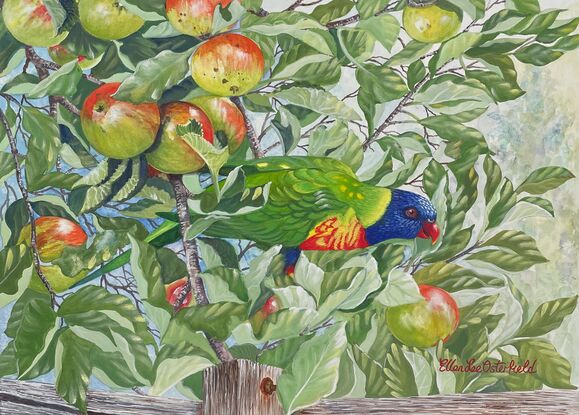 A Rainbow Lorikeet has landed in an apple tree and has struck the jackpot! The tree is laden with fruit just ripe and ready for harvest. Sharing similar colours to the green leaves and red and green apples this happy bird blends in so well as he settles himself in amongst the leaves and apples. There is part of an old gray and brown wooden fence visible in the foreground so immediately it becomes evident that the bird is in someone's backyard! If it weren't for his striking bright blue head you might not even notice him hiding in the tree.