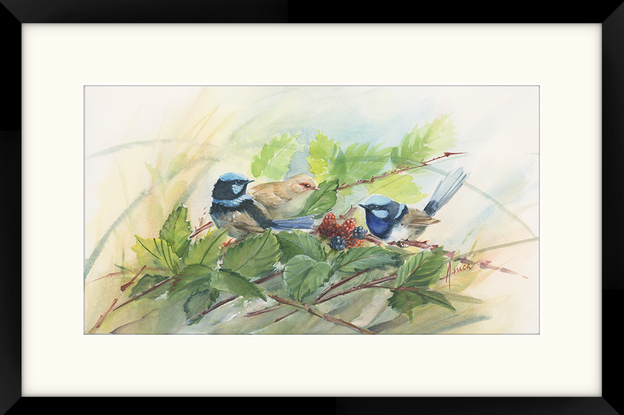 Three blue wrens in blackberry bush with leaves and fruits