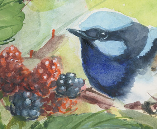 Three blue wrens in blackberry bush with leaves and fruits