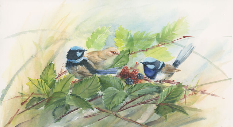 Three blue wrens in blackberry bush with leaves and fruits