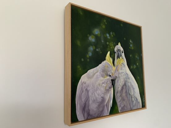 Cockatoos preening 