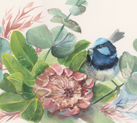  Blue wren perched in wildflowers including pink protea, leaves and blue gum leaves