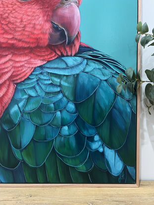 A portrait of a male King Parrot looking over his shoulder. His plumage is vibrant red and greens/ blues and the background is a vibrant jade green.