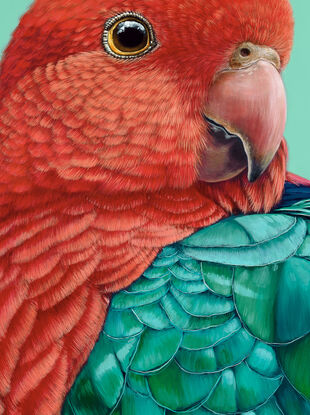 A portrait of a male King Parrot looking over his shoulder. His plumage is vibrant red and greens/ blues and the background is a vibrant jade green.