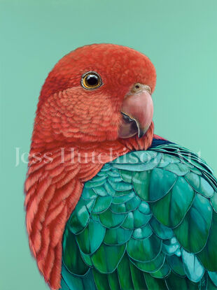 A portrait of a male King Parrot looking over his shoulder. His plumage is vibrant red and greens/ blues and the background is a vibrant jade green.