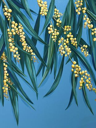 Branches of Australian wattle with clusters of yellow/ gold wattle blooms and green leaves against a dusty blue plain background