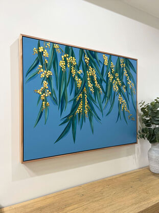 Branches of Australian wattle with clusters of yellow/ gold wattle blooms and green leaves against a dusty blue plain background