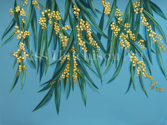 Branches of Australian wattle with clusters of yellow/ gold wattle blooms and green leaves against a dusty blue plain background